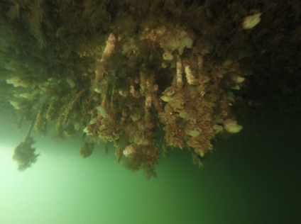 Invasive species inspection by deep bight marine, south australia